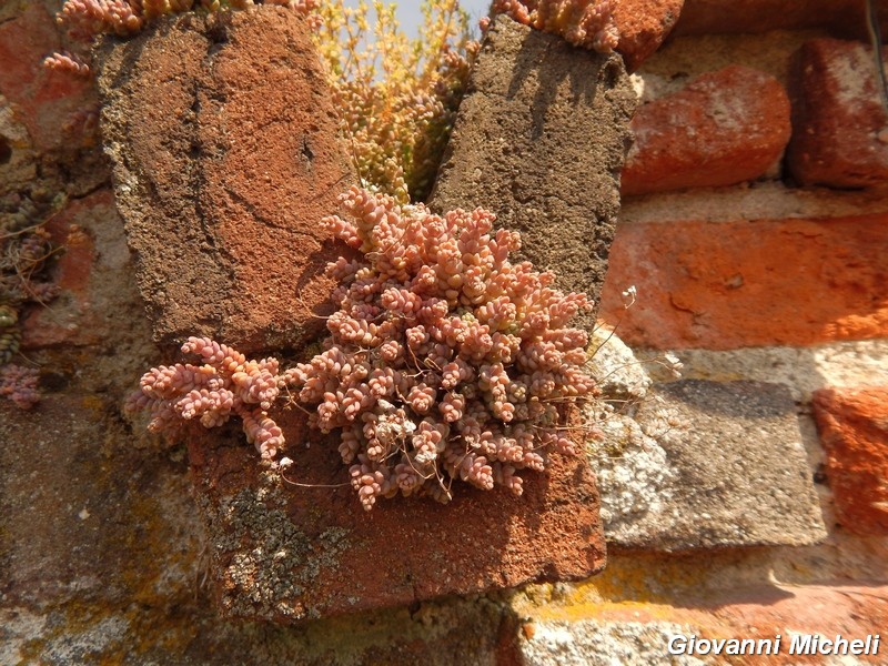 Sedum dasyphyllum